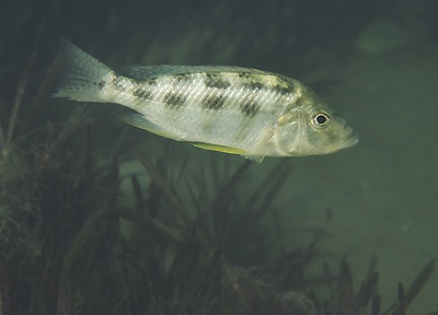 Placidochromis johnstoni 'Likoma Island'